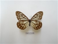 藏品(絹蛺蝶)的圖片